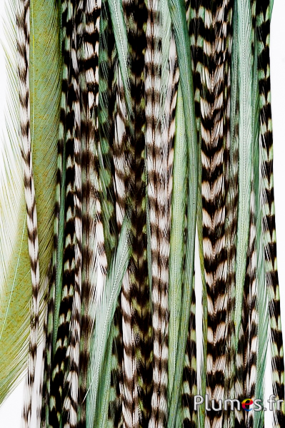 Coq grizzly mèche de 3 plumes - 20-30 cm - pistache